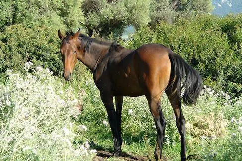 Agriturismo Didone Dorgali Italia